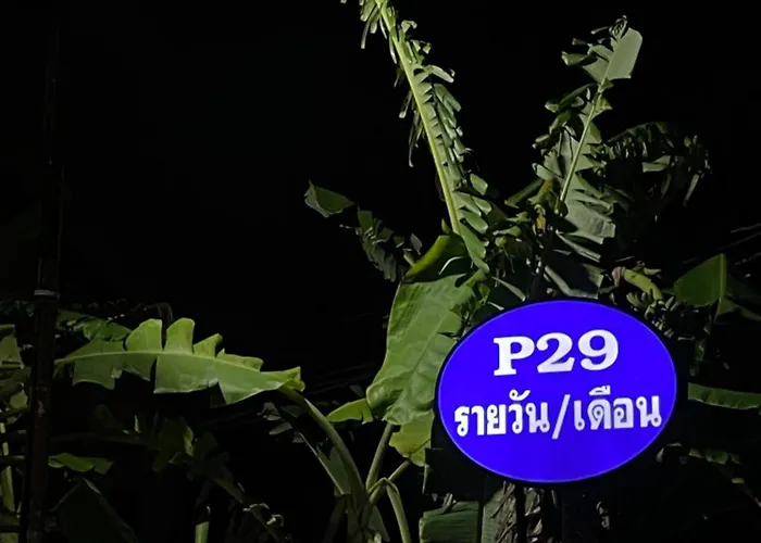 P29 *